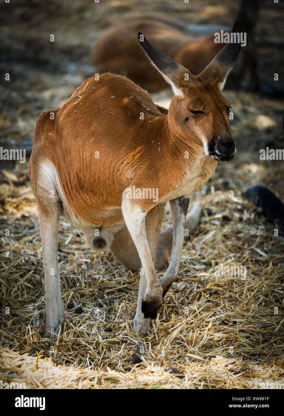Viande de kangourou Banque de photographies et d’images à haute