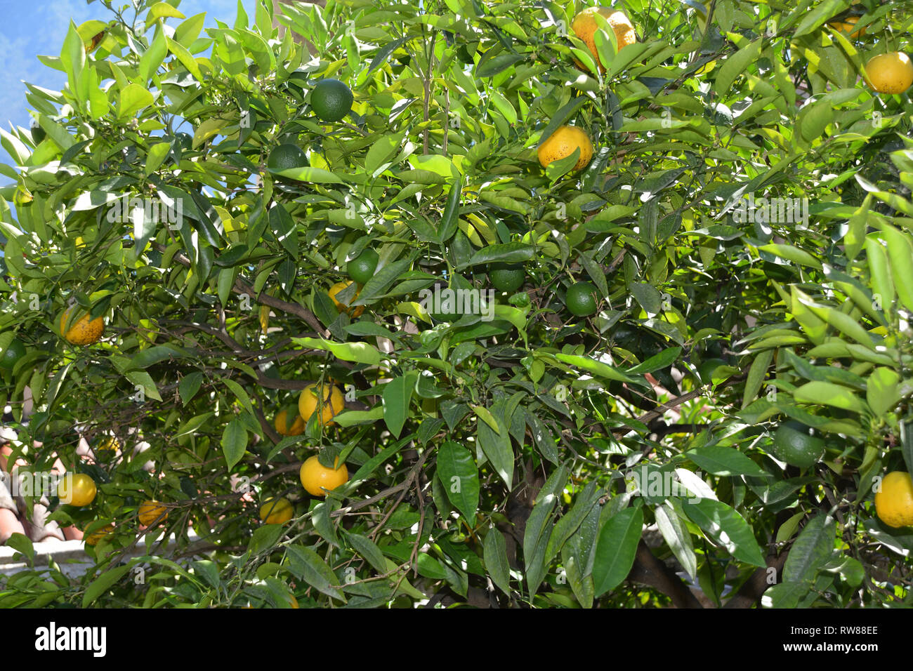 Les agrumes dans le citron serre à Limone sul Garda, sur le lac de Garde - Italie. Banque D'Images