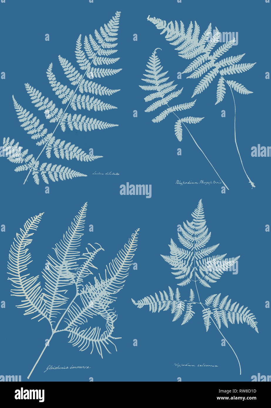 Lastrea dilatato, British ; Anna Atkins (britannique, 1799 - 1871), et Anne Dixon (British, 1799 - 1877) ; Angleterre ; 1853 ; Cyanotype ; 25,4 × 19,5 cm (10 × 7 Banque D'Images