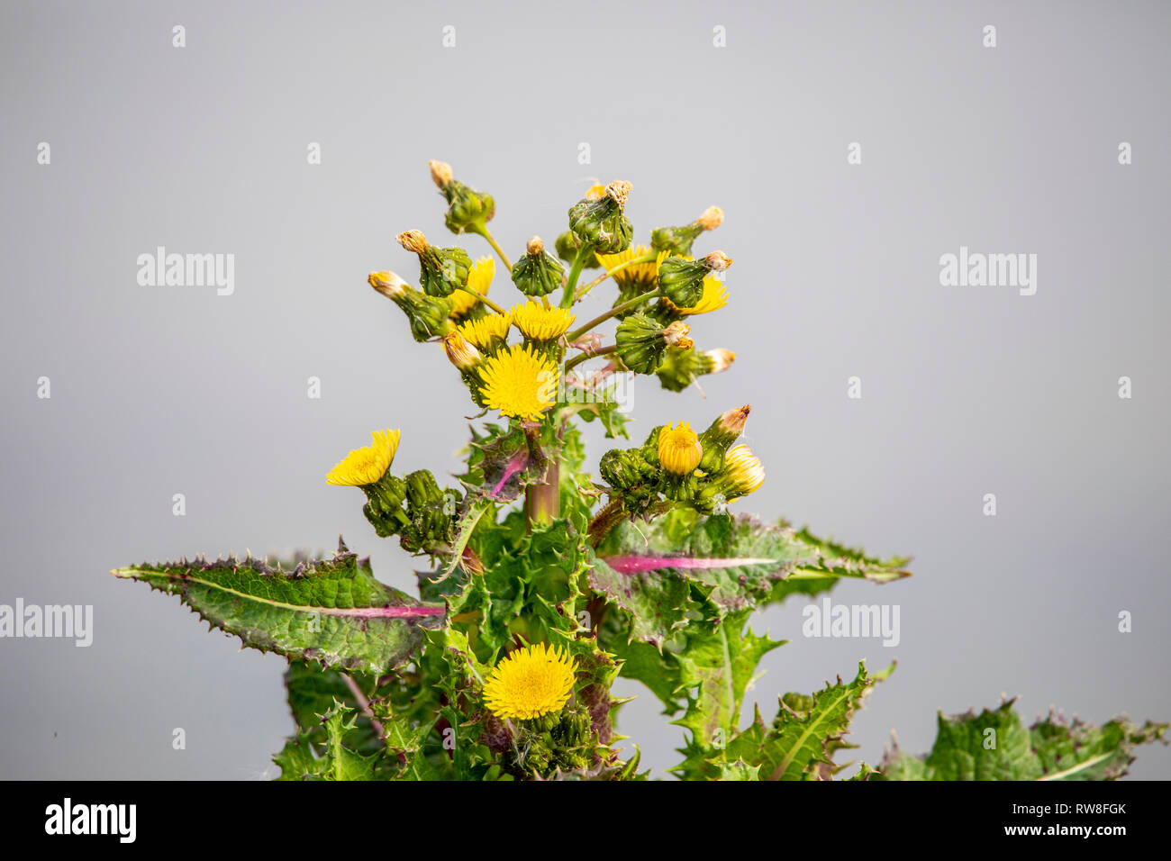 Un figuier de Sowthiistle (Sonchus asper) au San Luis National Wildlife Refuge dans la vallée centrale de la Californie, USA Banque D'Images