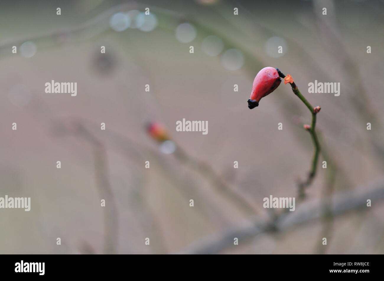 D'églantier Dog rose (rosa canina) originaire d'Europe au début du printemps. Banque D'Images