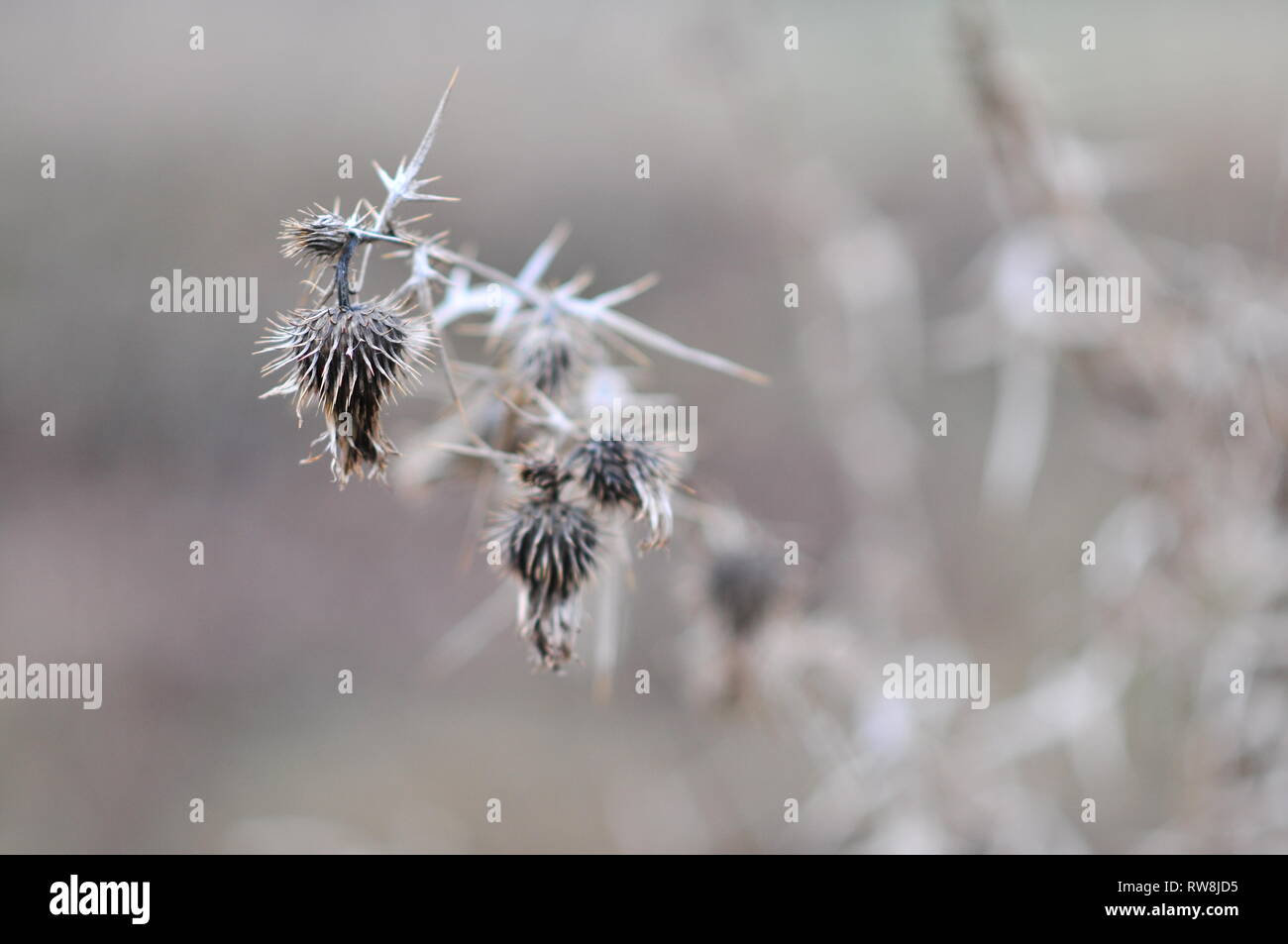 Carduus acanthoides graines sèches, les plumeless chardon, chardon, la couture trépointe ou plumeless thistle, originaire d'Europe et d'Asie. Banque D'Images