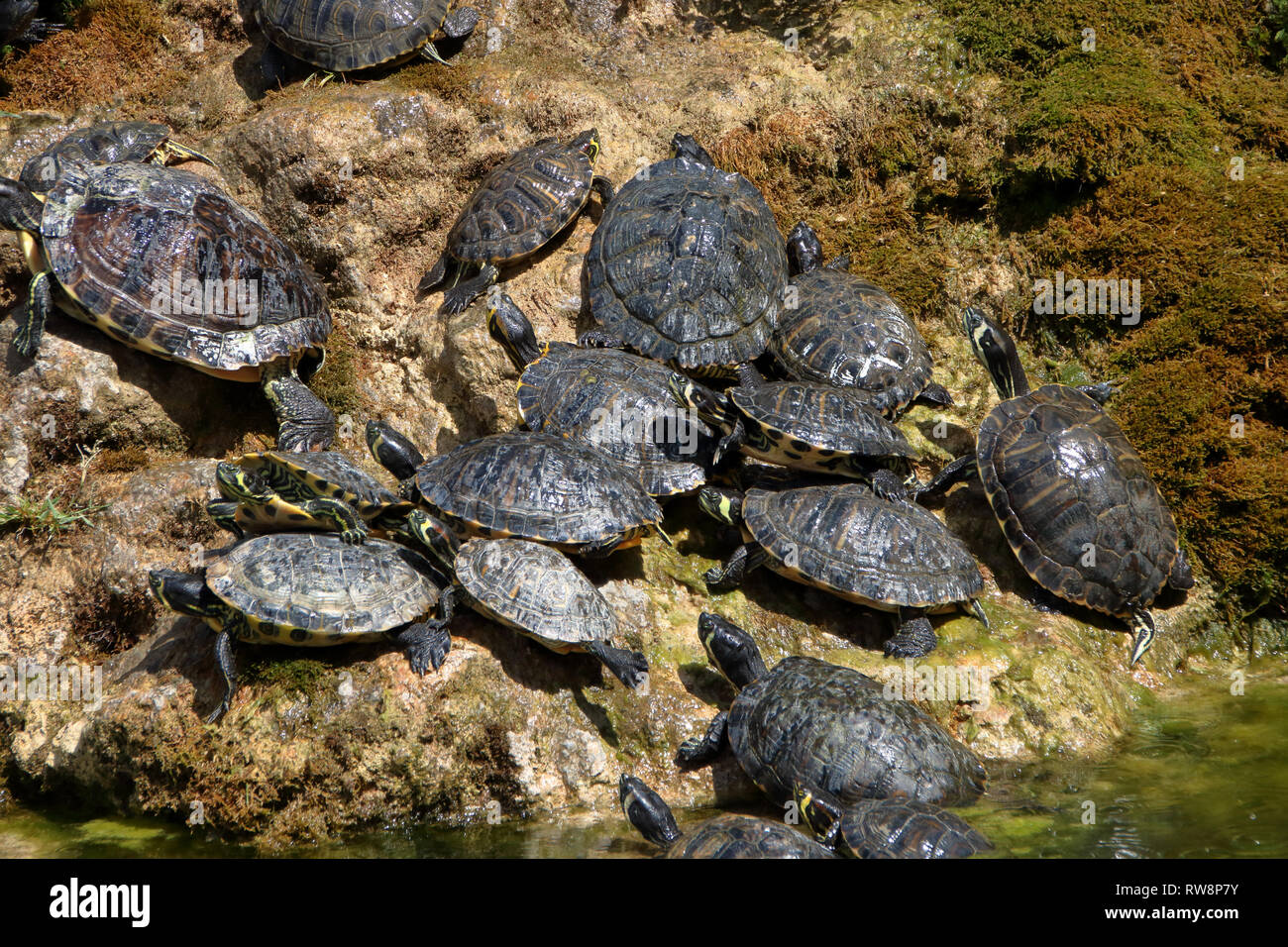 Un petit groupe de tortues aquatiques Banque D'Images