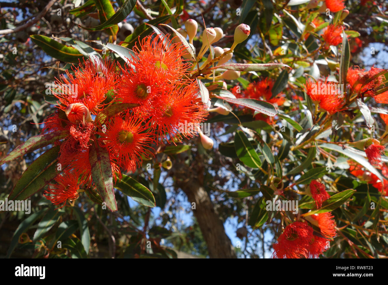 Floraison Orange gum (Corymbia ficifolia), Launceston, Tasmanie, Australie Banque D'Images