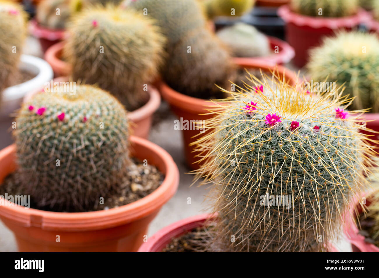 Variétés de cactus dans le pot. Vue en gros plan. Focus sélectif. Banque D'Images