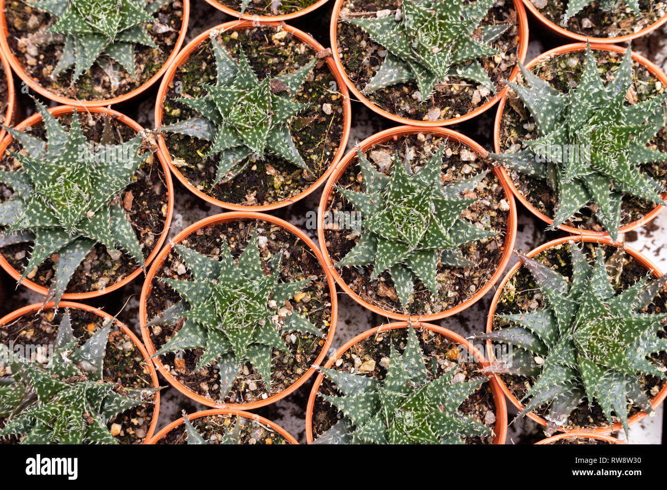 Variétés de cactus dans le pot. Vue en gros plan. Focus sélectif. Banque D'Images