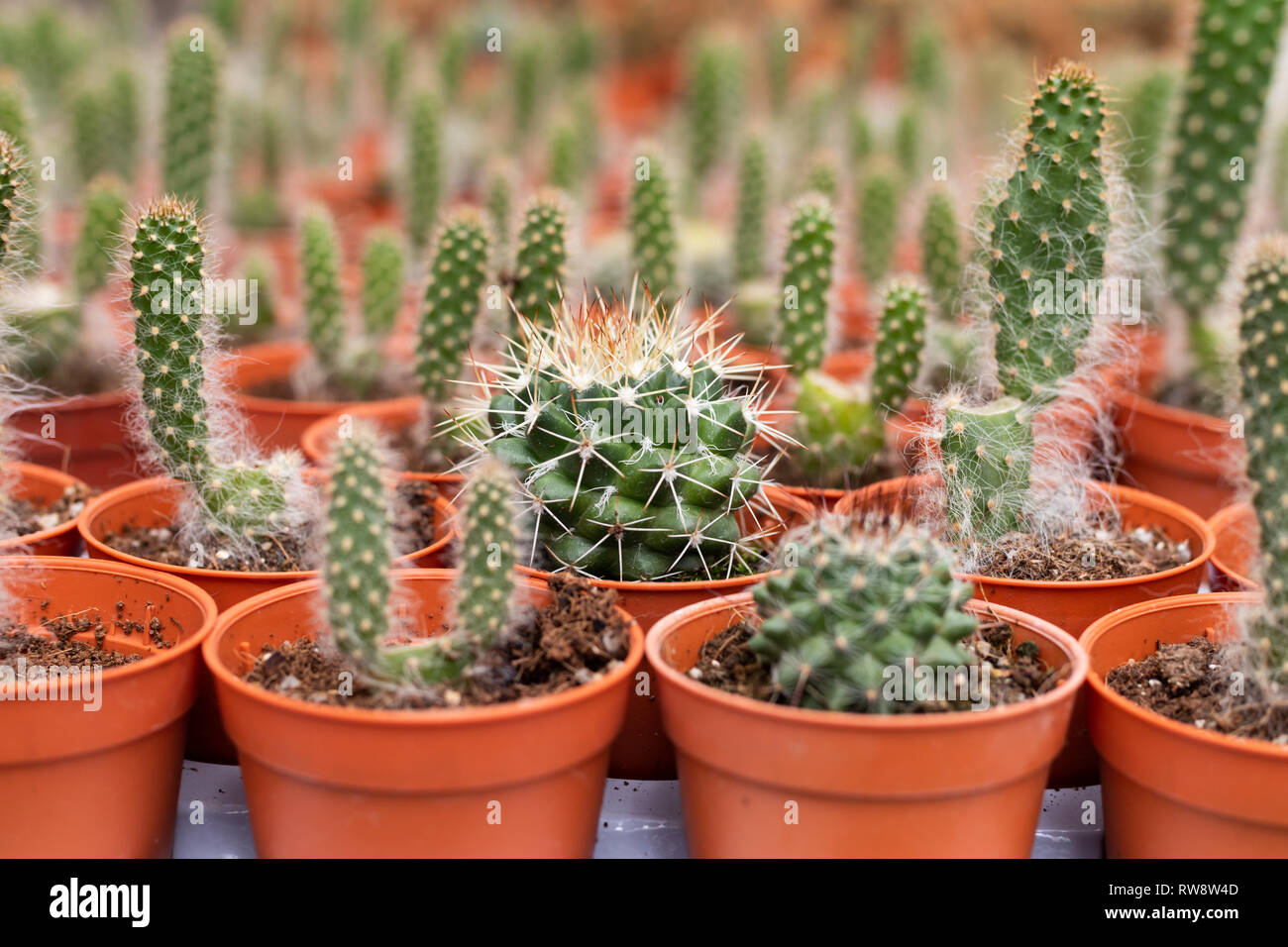 Variétés de cactus dans le pot. Vue en gros plan. Focus sélectif. Banque D'Images