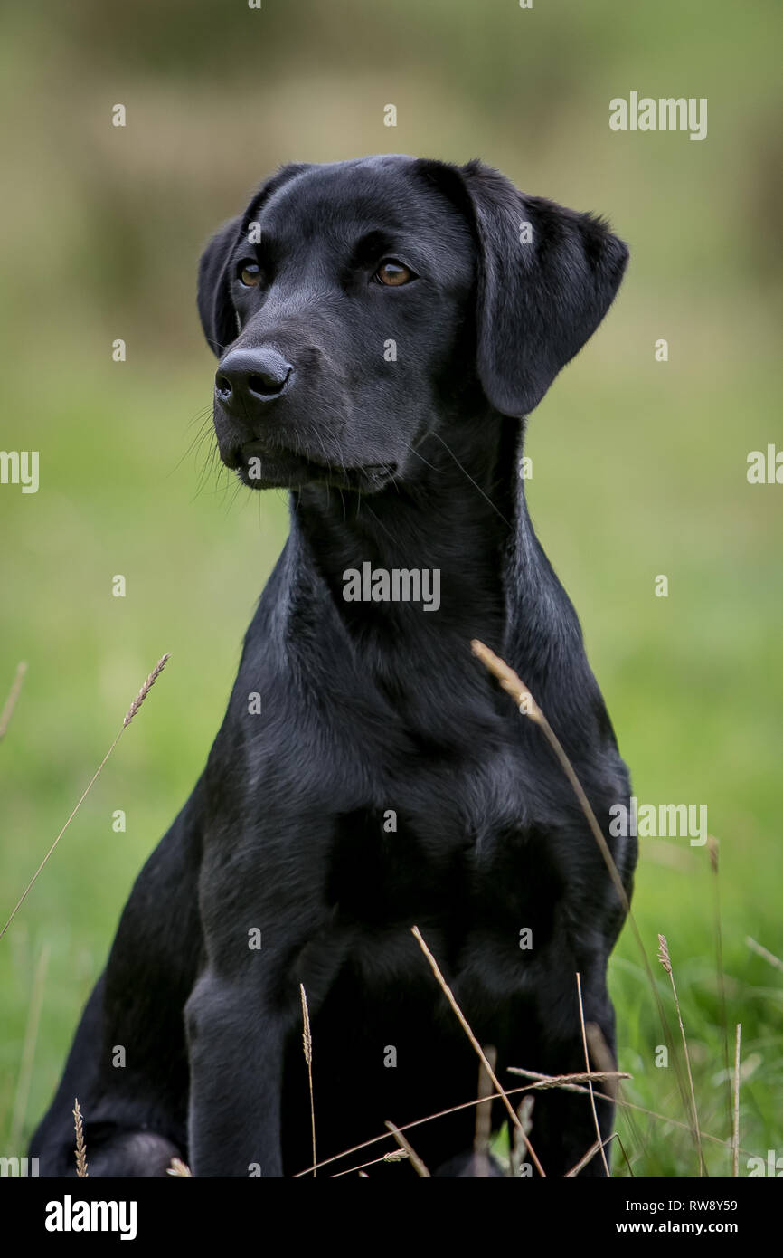 Jeune labrador noir photographié à un essai de travail Gundog tenue à Craufordland Château Estate, Ayrshire, Scotland Banque D'Images