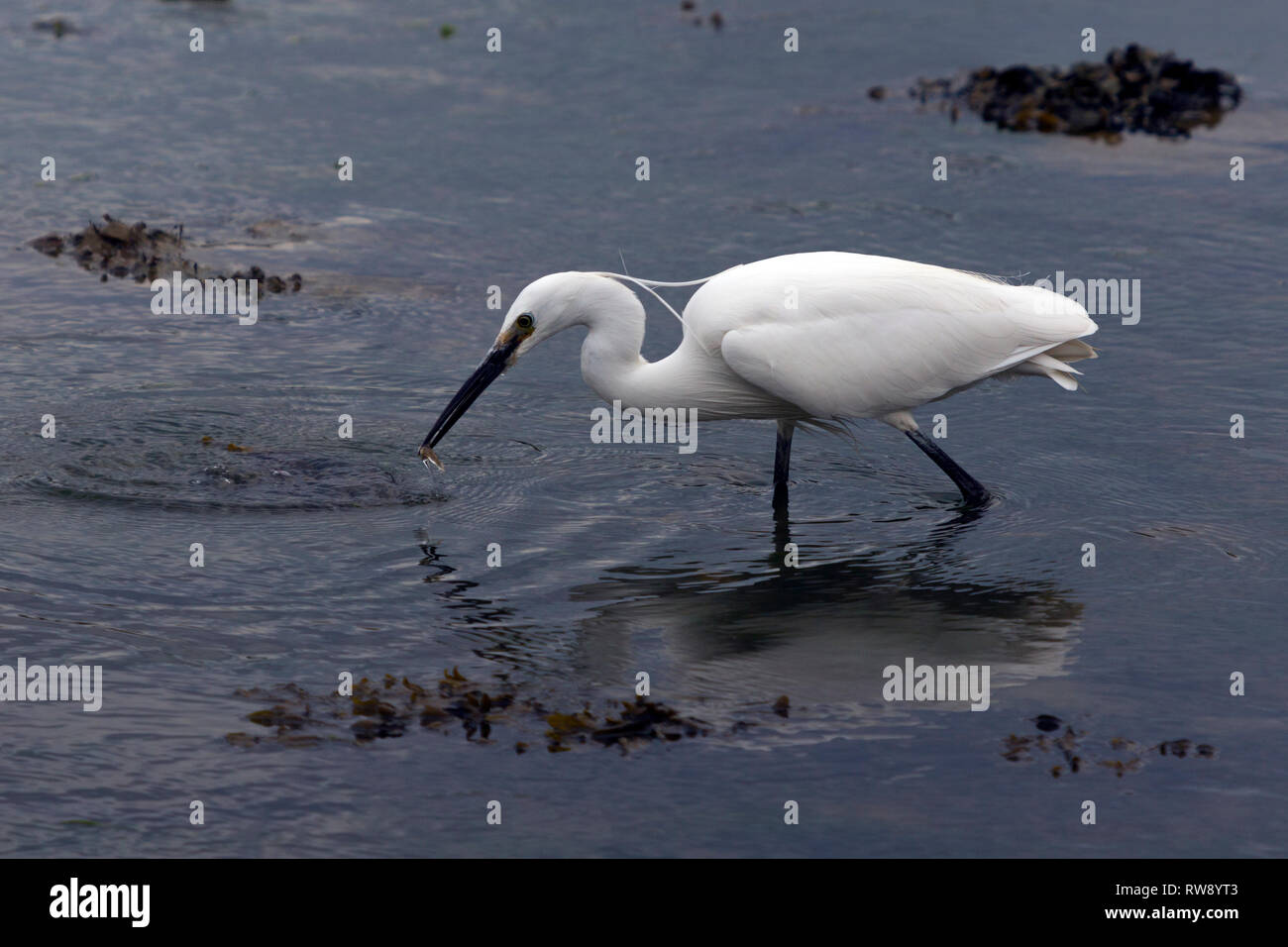 Peu, Egret, capture, les poissons, les crevettes, les pataugeoires, à travers, de l'eau, Newtown, Nature, Réserve, île de Wight, Angleterre, Royaume-Uni, Banque D'Images