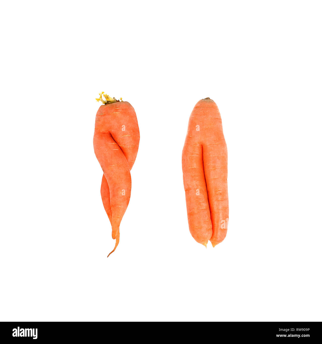 Les carottes cultivées accueil bio laid isolé sur fond blanc.deux carottes tordu dans chacun des autres aliments. laid. Banque D'Images