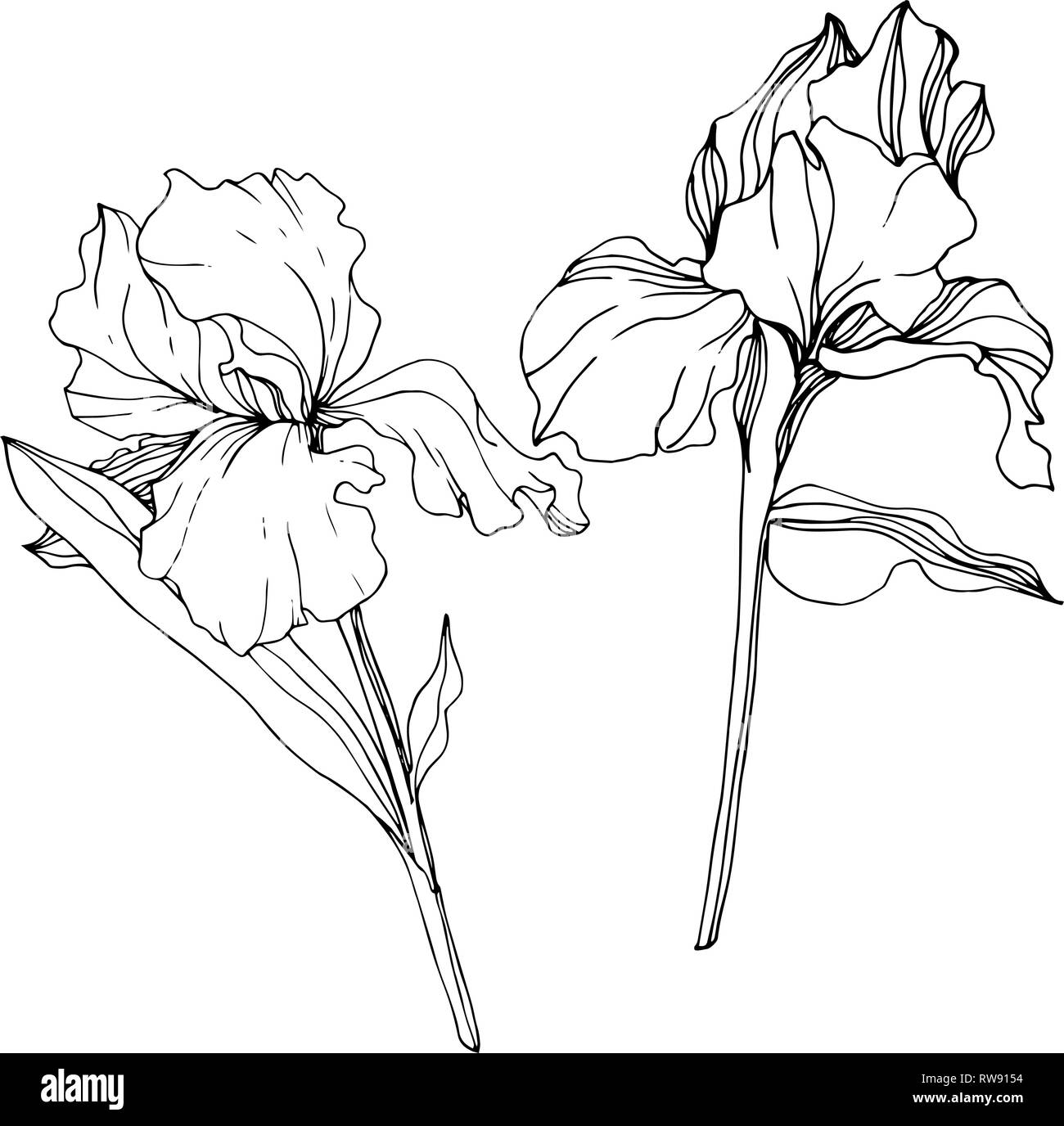 Vector floral fleur Iris botaniques. Lame de ressort sauvages isolés de fleurs sauvages. Gravée en noir et blanc L'art d'encre iris isolés de l'élément d'illustration. Illustration de Vecteur