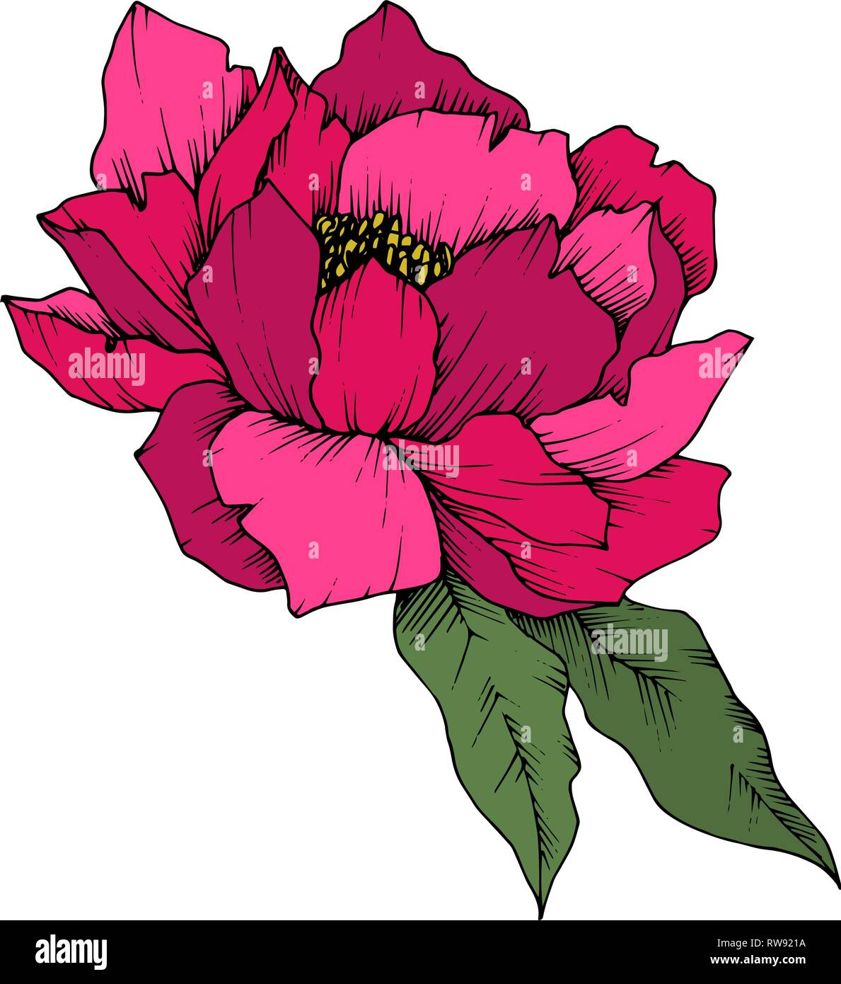 Vector floral fleur pivoine Rose botanique. Lame de ressort sauvages isolés de fleurs sauvages. L'art d'encre gravée illustration pivoine isolé sur blanc zone de l'élément Illustration de Vecteur