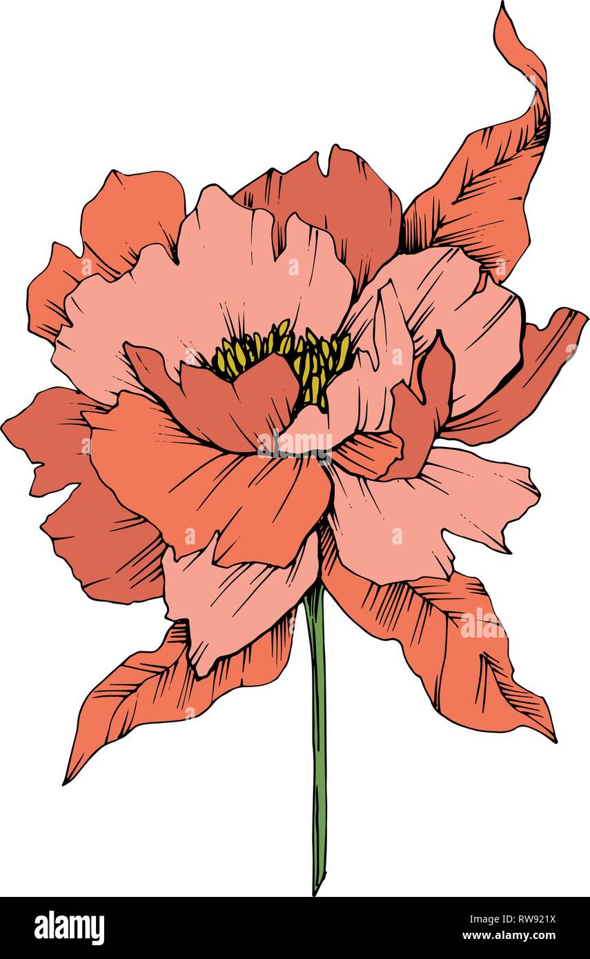 Vector floral fleur pivoine Orange botanique. Lame de ressort sauvages isolés de fleurs sauvages. L'art d'encre gravée illustration sur l'élément isolé de la pivoine blanc retour Illustration de Vecteur