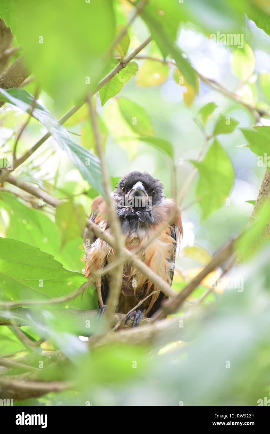 Oiseau sur un arbre Banque D'Images