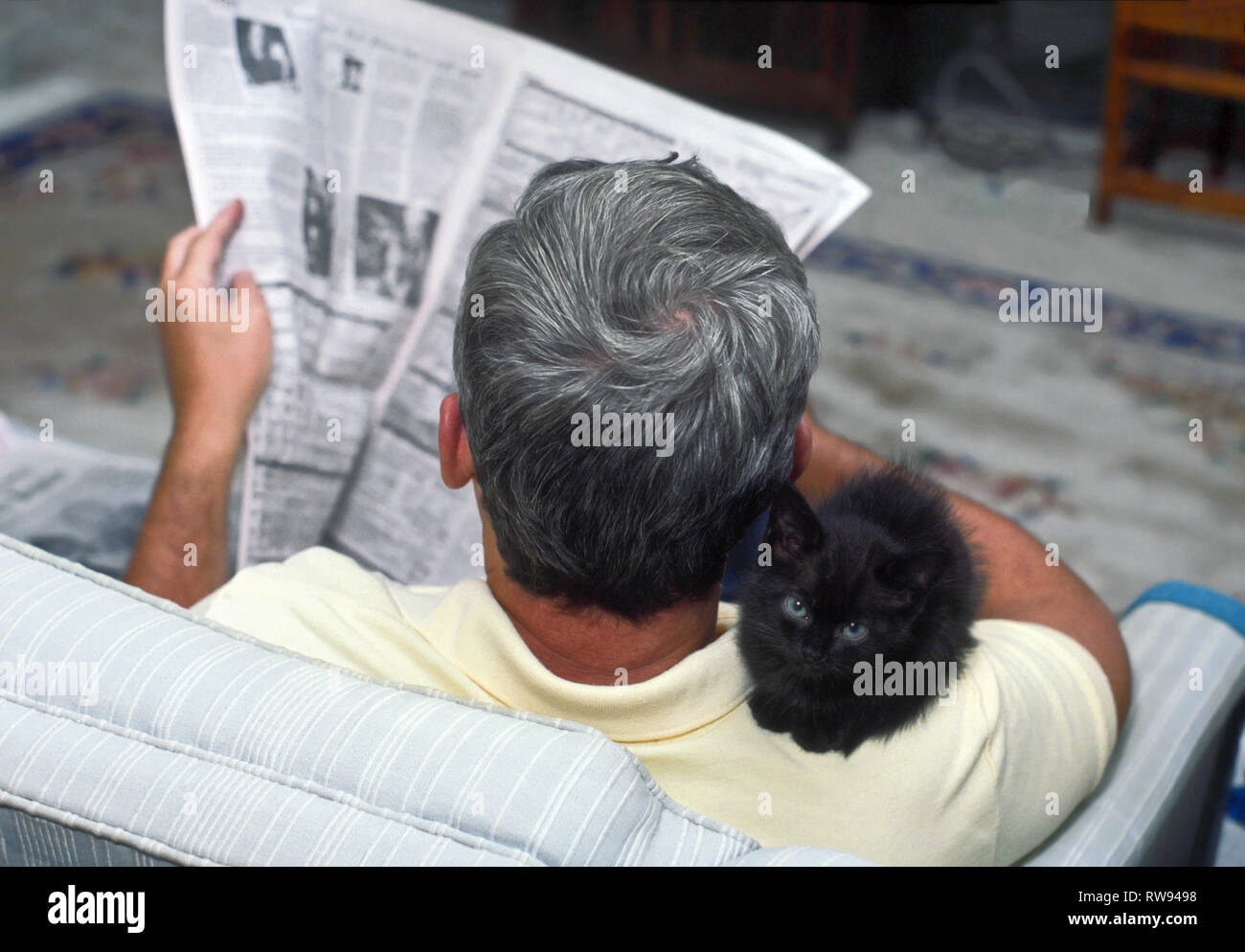 Man reading newspaper ; petit chaton noir, assis sur l'épaule ; la compagnie, 8 semaines ; animal domestique ; mignon ; CHAT ; animal ; poilu, félin, horizontal ; monsieur ; PR Banque D'Images