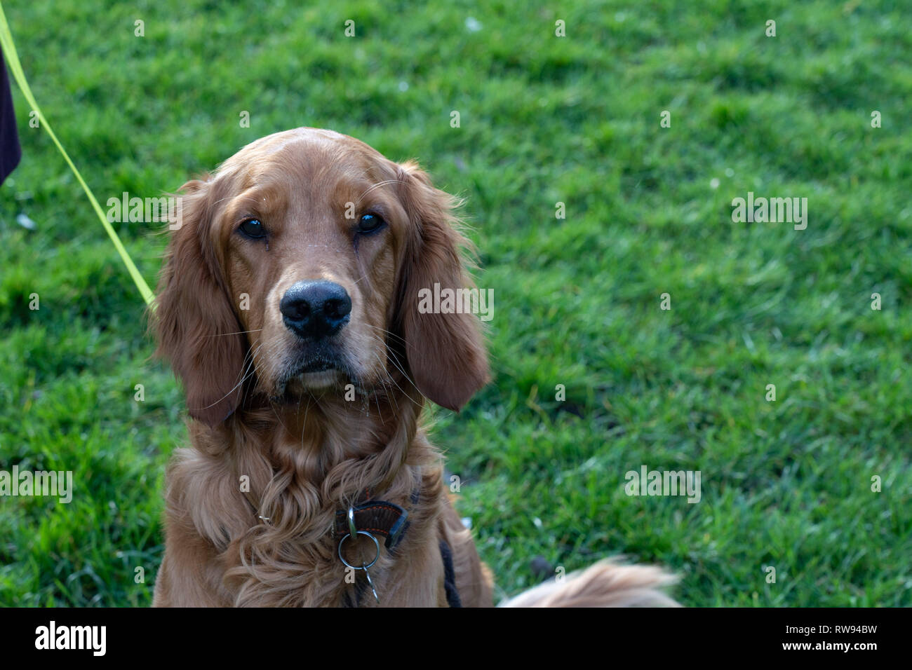 Adorable chien Setter irlandais avec de longues oreilles regardant l'appareil photo. Banque D'Images