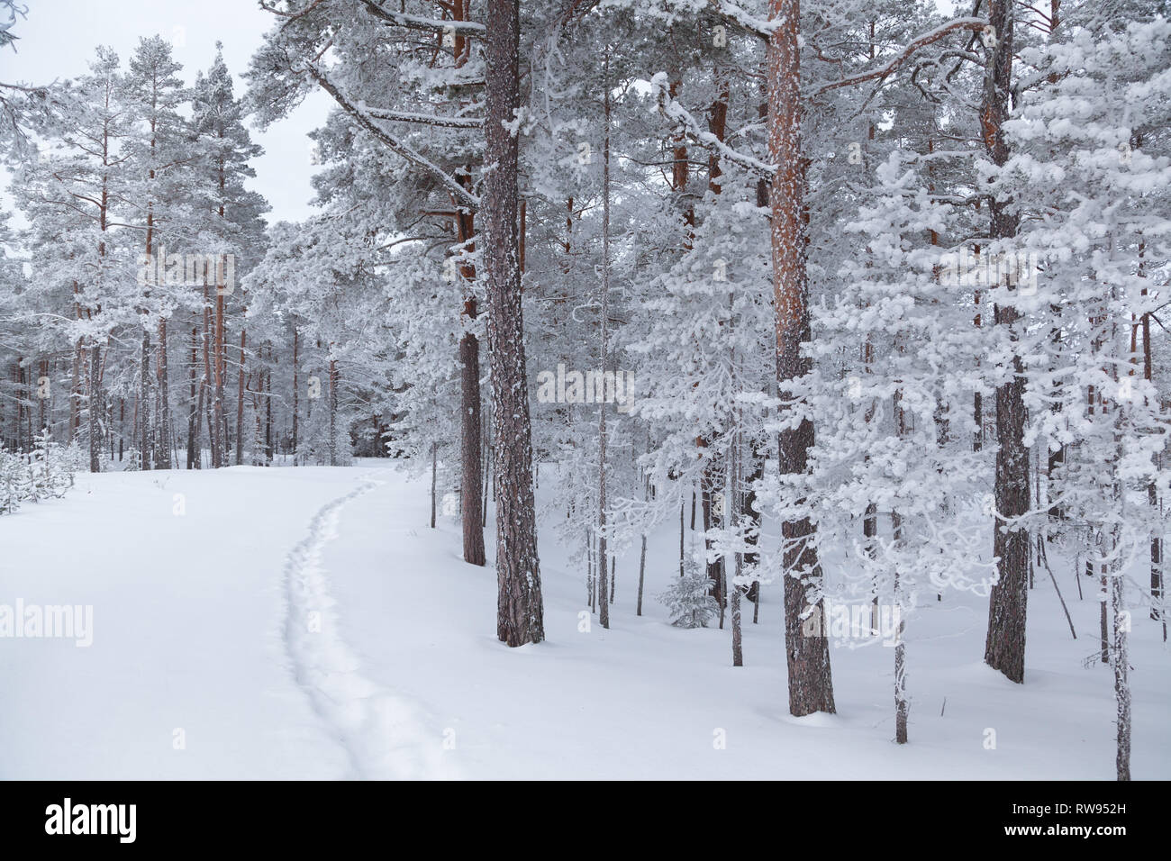 Sentier étroit entre les pins couverts de neige Banque D'Images