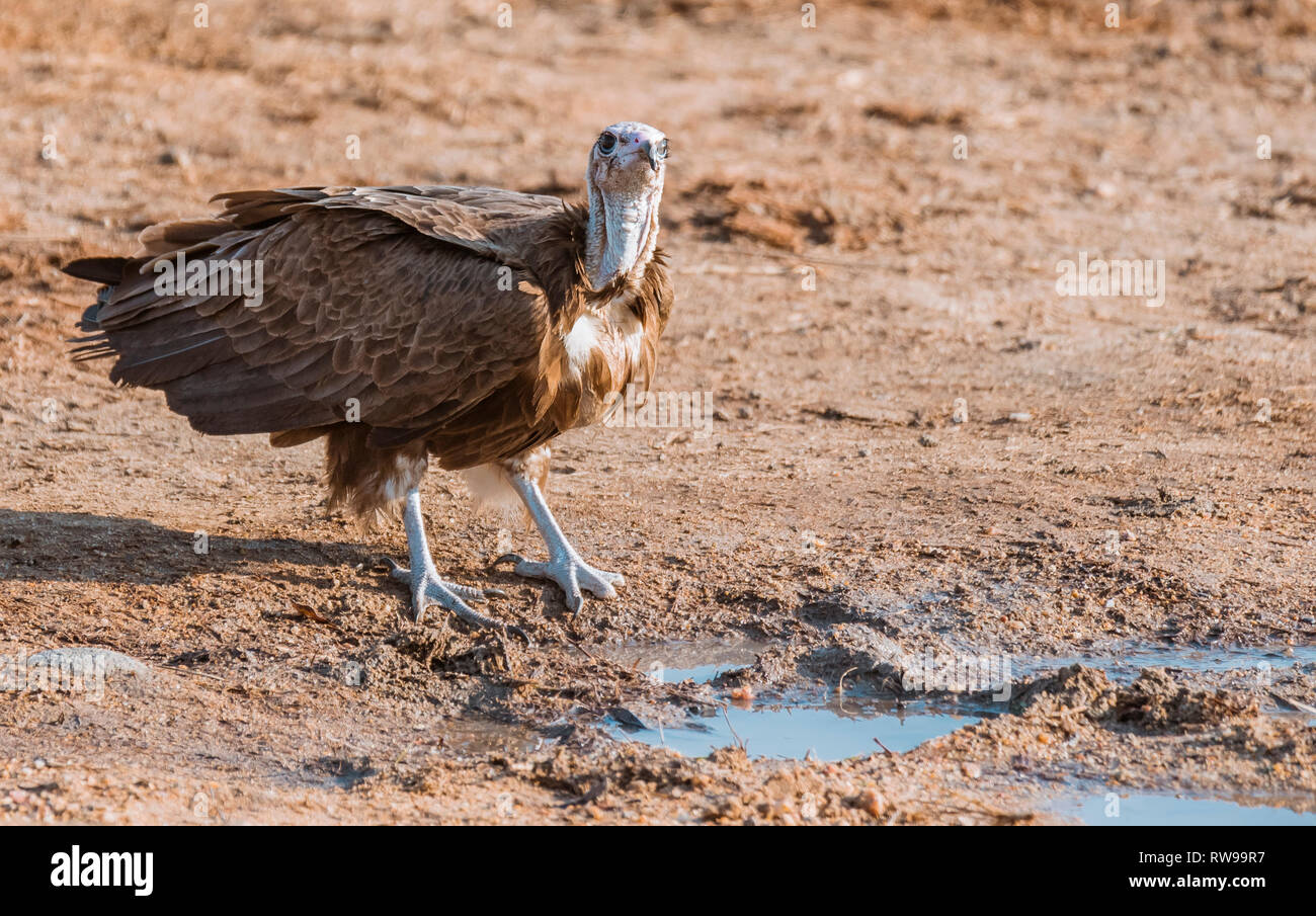(Necrosyrtes monachus vautour à capuchon), l'eau potable après les pluies dans la réserve naturelle de Timbavati, Afrique du Sud. Banque D'Images