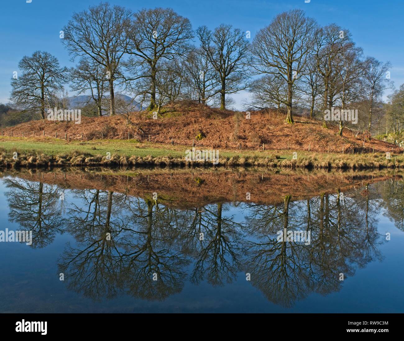 Monticule de arbres parfaitement reflétée dans une rivière calme Brathay près de Great Langdale Banque D'Images