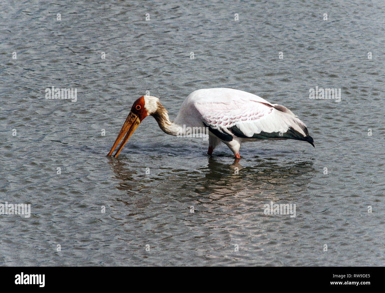 Afrique.Kenya.Cigogne à bec jaune (Ibis ibis).Alimentation adultes dans le lac Naivasha. Banque D'Images
