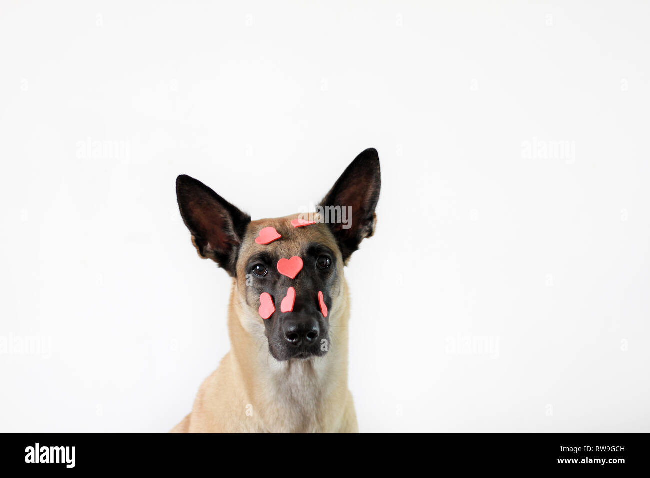 Portrait d'un chien sur un fond blanc de la race Berger Belge Malinois dans les coeurs Banque D'Images