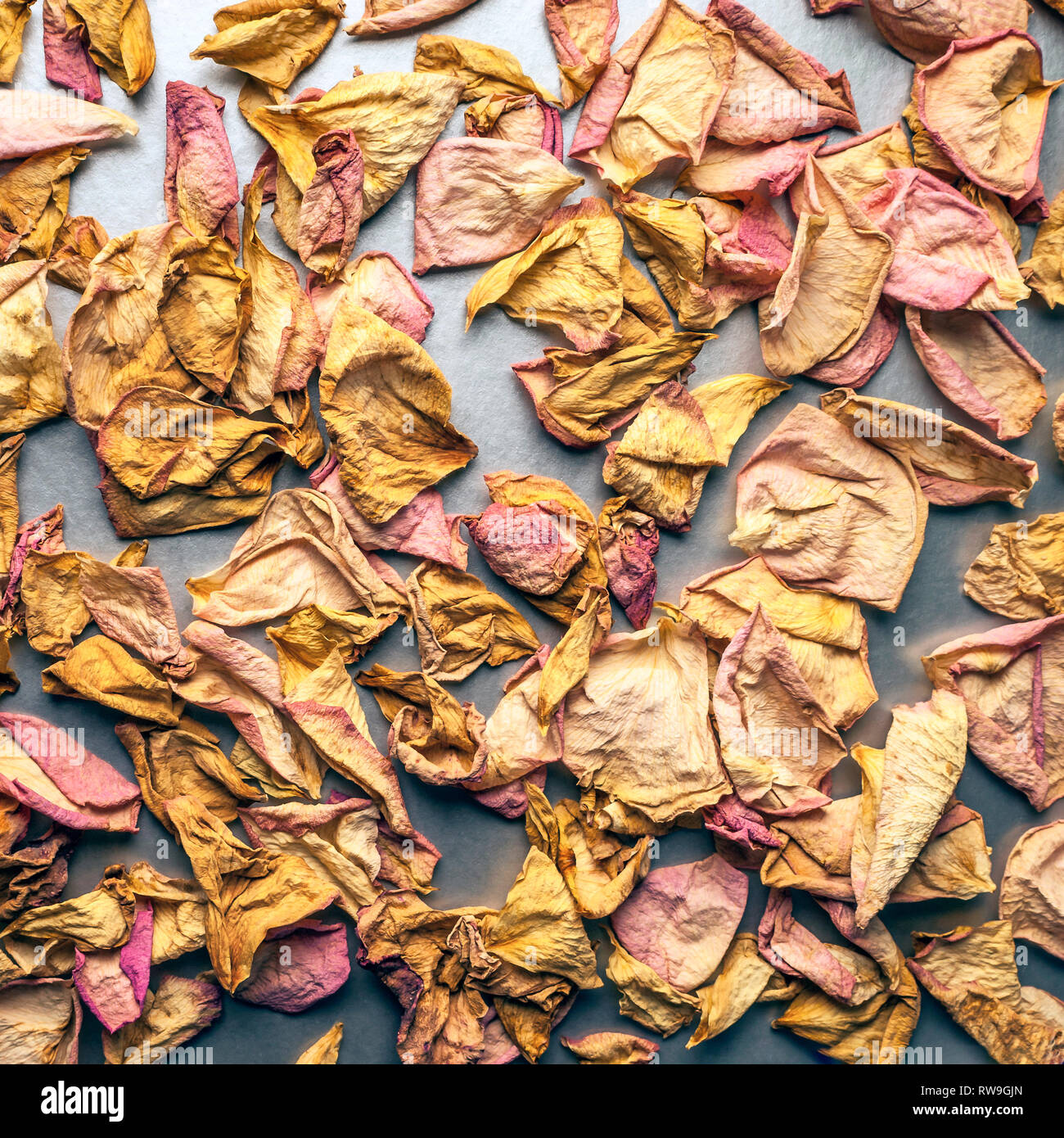 Rose séchées et pétales de rose jaune Chrome sur fond blanc. Haut de la vue, télévision Lay, copiez l'espace. Valentine, la Journée internationale de la femme, l'interdiction de la carte Banque D'Images