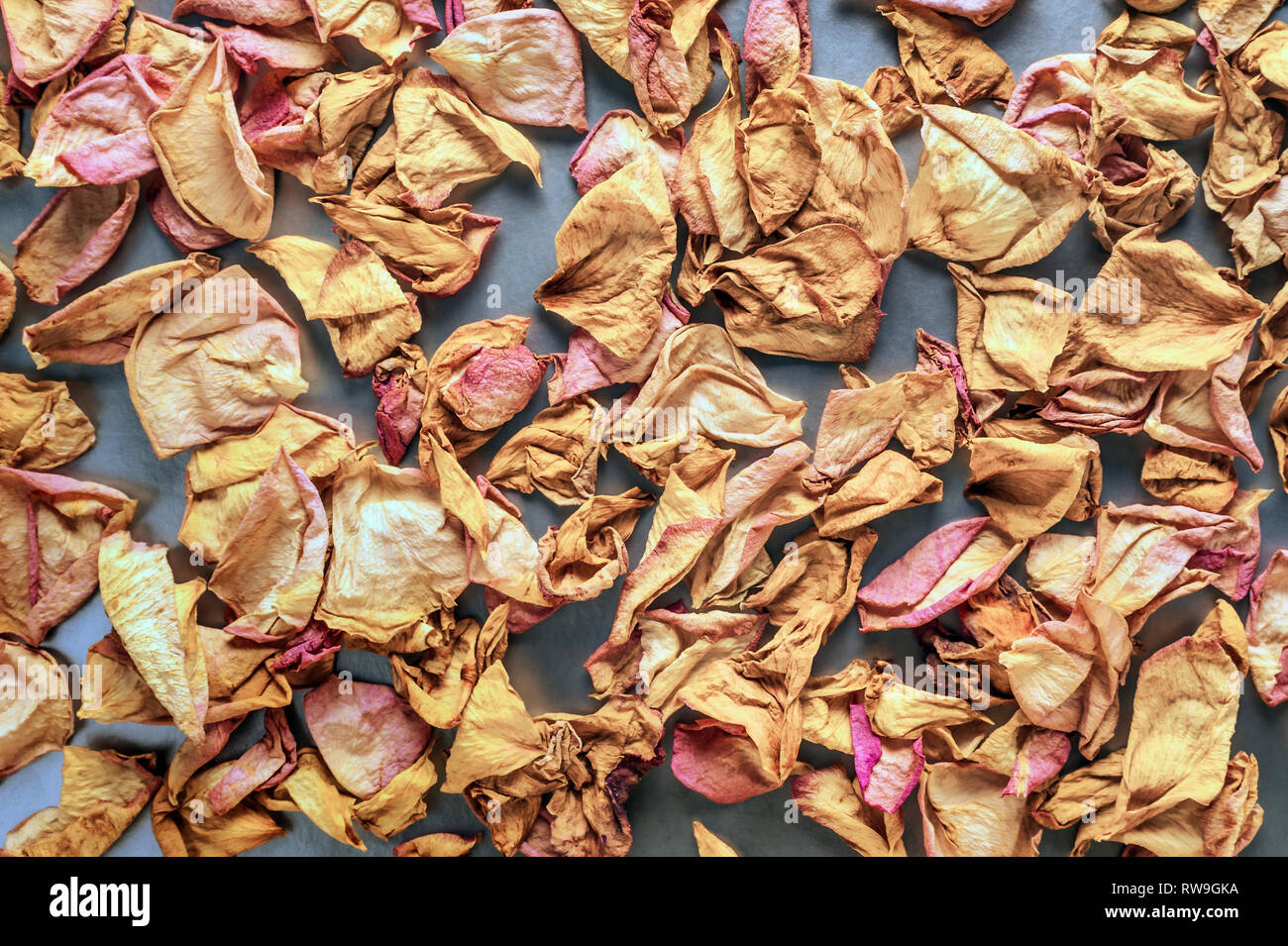 Rose séchées et pétales de rose jaune Chrome sur fond blanc. Haut de la vue, télévision Lay, copiez l'espace. Valentine, la Journée internationale de la femme, l'interdiction de la carte Banque D'Images