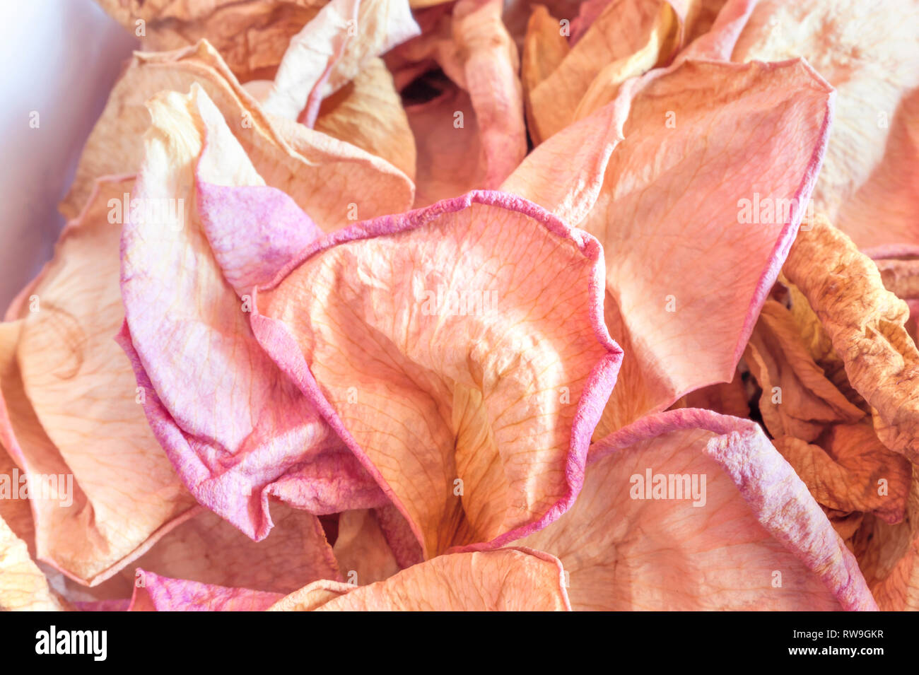 Rose séchées et pétales de rose jaune sur fond bleu. Haut de la vue, télévision Lay, copiez l'espace. Valentine, la Journée internationale de la femme, bannière, carte de COV Banque D'Images