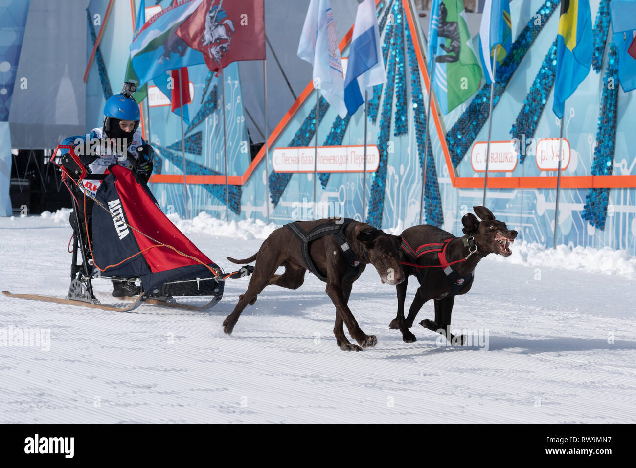 Compétitions Enfants Kamchatka Sled Dog Race Dyulin la Béringie. L'exécution de jeunes chiens de traîneau par musher stadium Banque D'Images