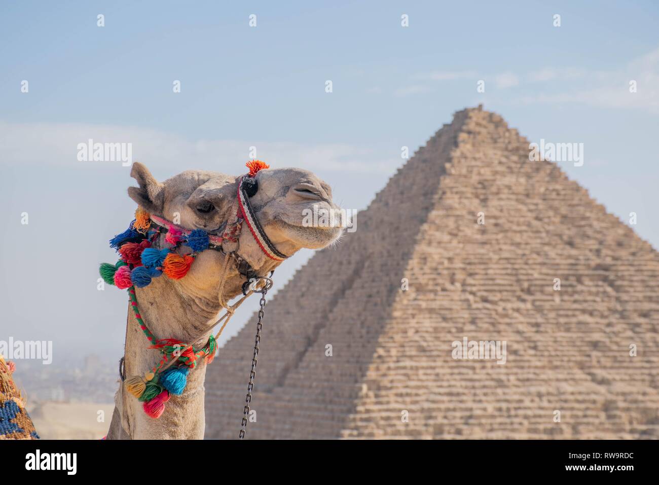 Tête de chameau à côté des pyramides Banque D'Images