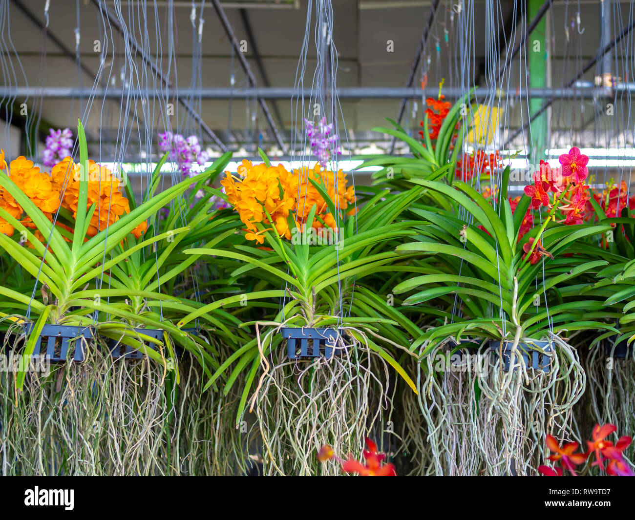 Mant hanging pots de fleurs colorées et de plantes vertes. Banque D'Images