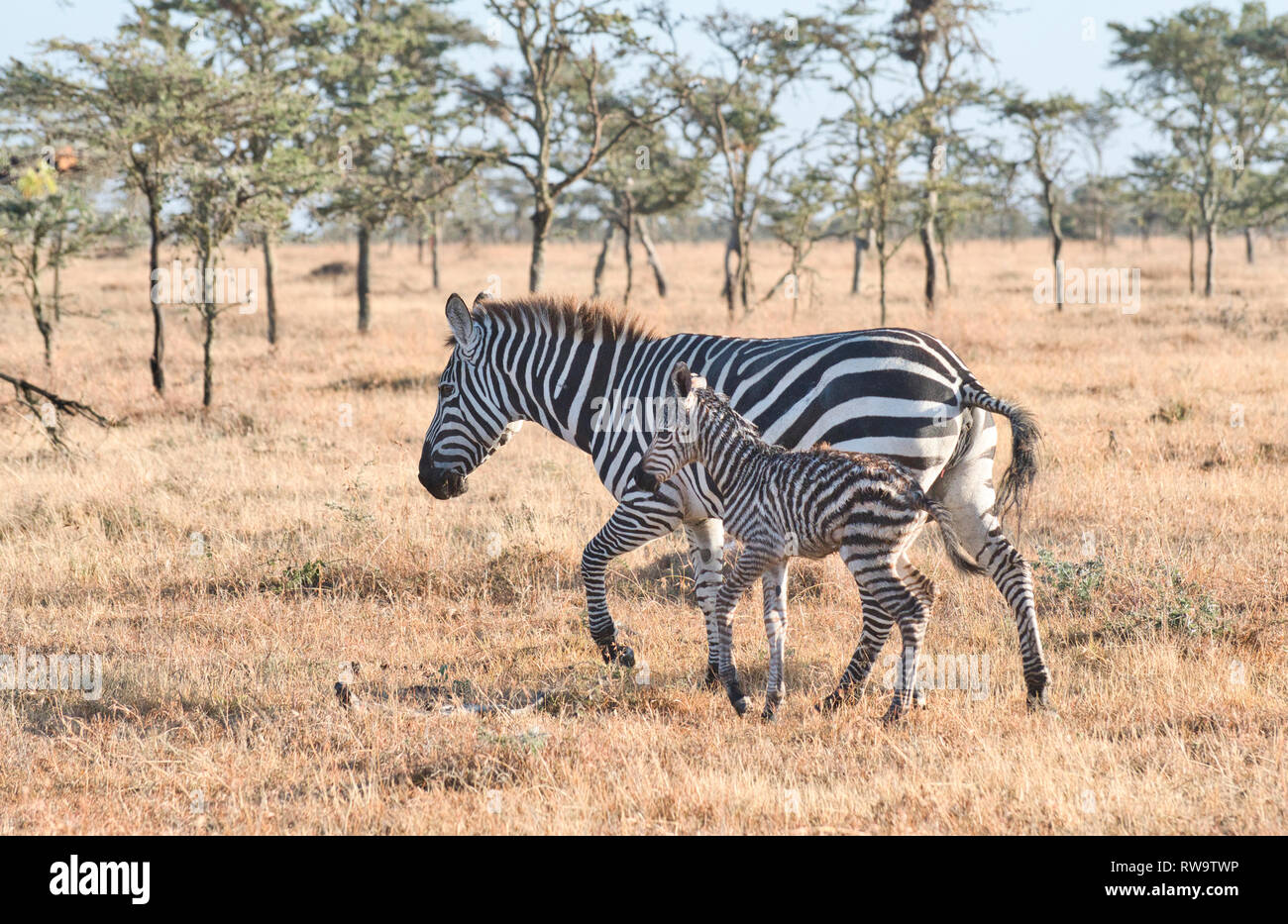 La moule commune (Equus quagga) mère et nouveau-né poulain Banque D'Images