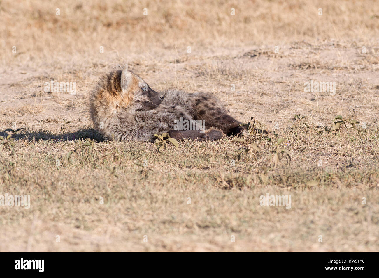 L'Hyène tachetée (Crocuta crocuta) Bain de soleil à l'extérieur c'est den, tôt le matin. Banque D'Images
