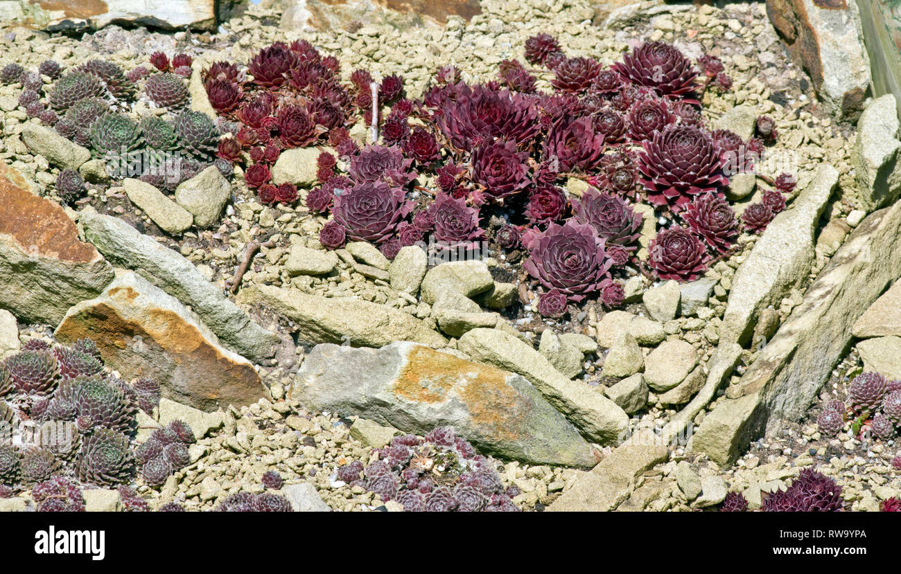 Sempervivum, poireaux Maison Banque D'Images