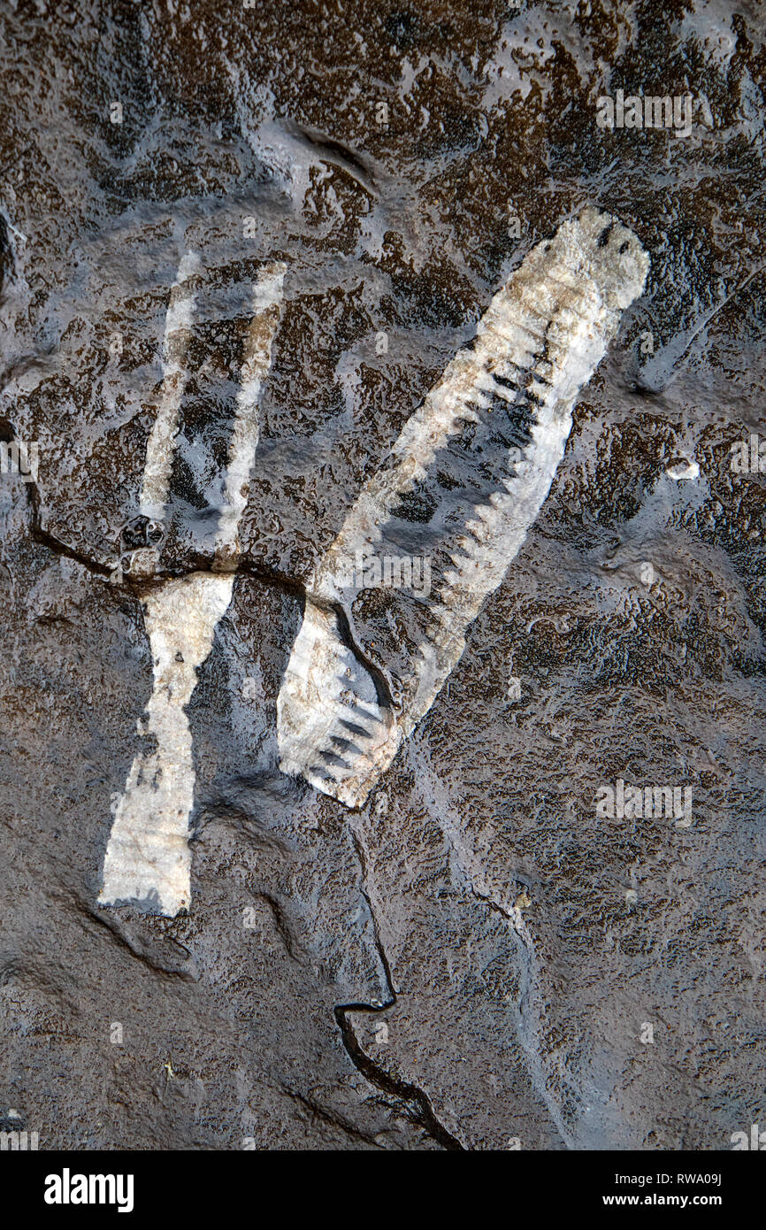 Des fossiles de crinoïdes sur les rives de la Rivière Tees dans la région de Teesdale, County Durham, Royaume-Uni Banque D'Images