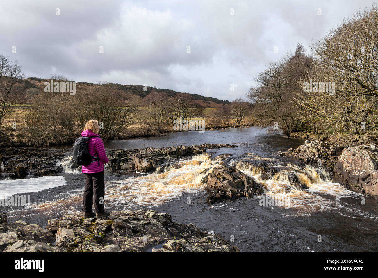 Un walker jouit de la vue sur le fleuve Tees d'un affleurement de Whin Sill rock près de la Pennine Way entre la force faible et la force forte, la région de Teesdale, Banque D'Images