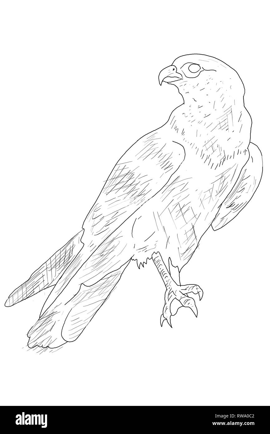 Oiseaux sauvages Banque D'Images