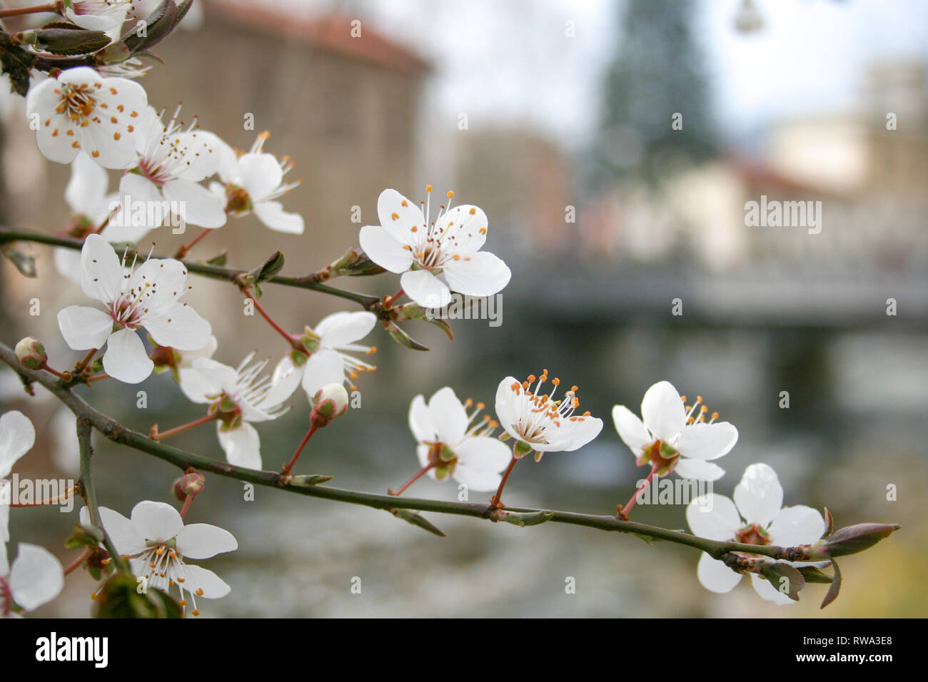 Fleurs et boutons de fleurs d'abord au printemps. L'arrivée du printemps, le réveil de la nature, les premières fleurs, bourgeons et feuilles avec la vieille ville italienne Banque D'Images