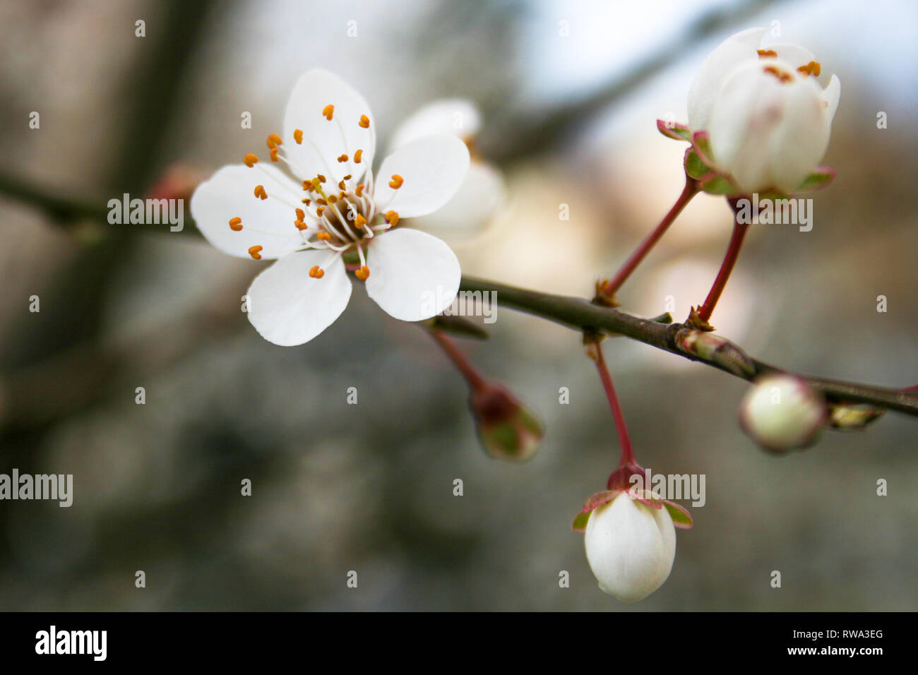 Bloom, la floraison, du bouton à la fleur. Fleurs et boutons de fleurs d'abord au printemps. L'arrivée du printemps, le réveil de la nature, les premières fleurs, Banque D'Images