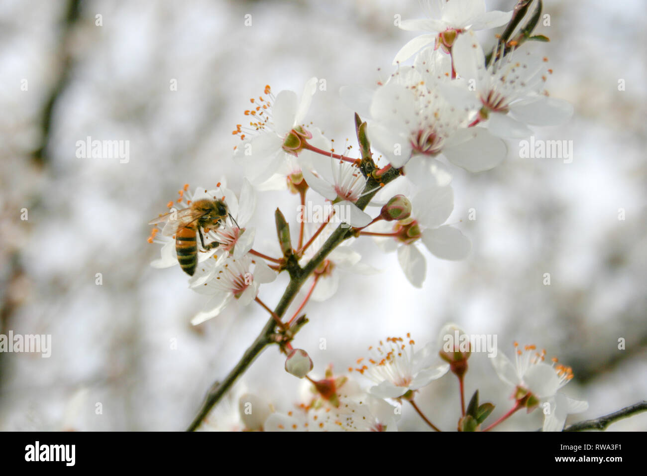 Fleurs et boutons de fleurs d'abord au printemps. L'arrivée du printemps, le réveil de la nature, les premières fleurs, bourgeons et feuilles avec bee Banque D'Images