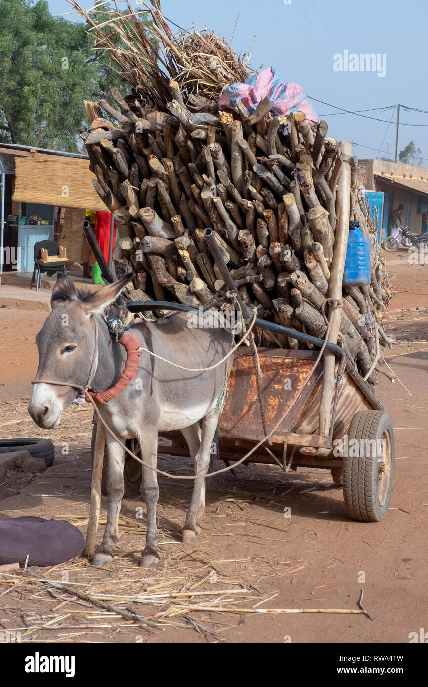 Un âne empilées de bois se dresse sur le bord de la route à Ouagadougou, capitale du Burkina Faso Banque D'Images