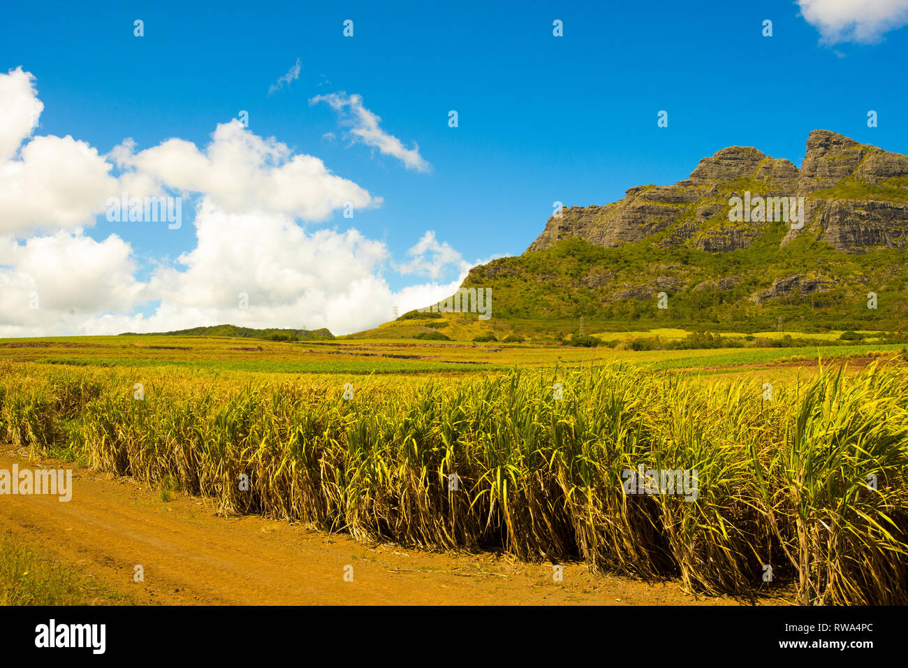 Paysage lumineux, de champs de canne à sucre près des montagnes sur l'île Maurice Banque D'Images