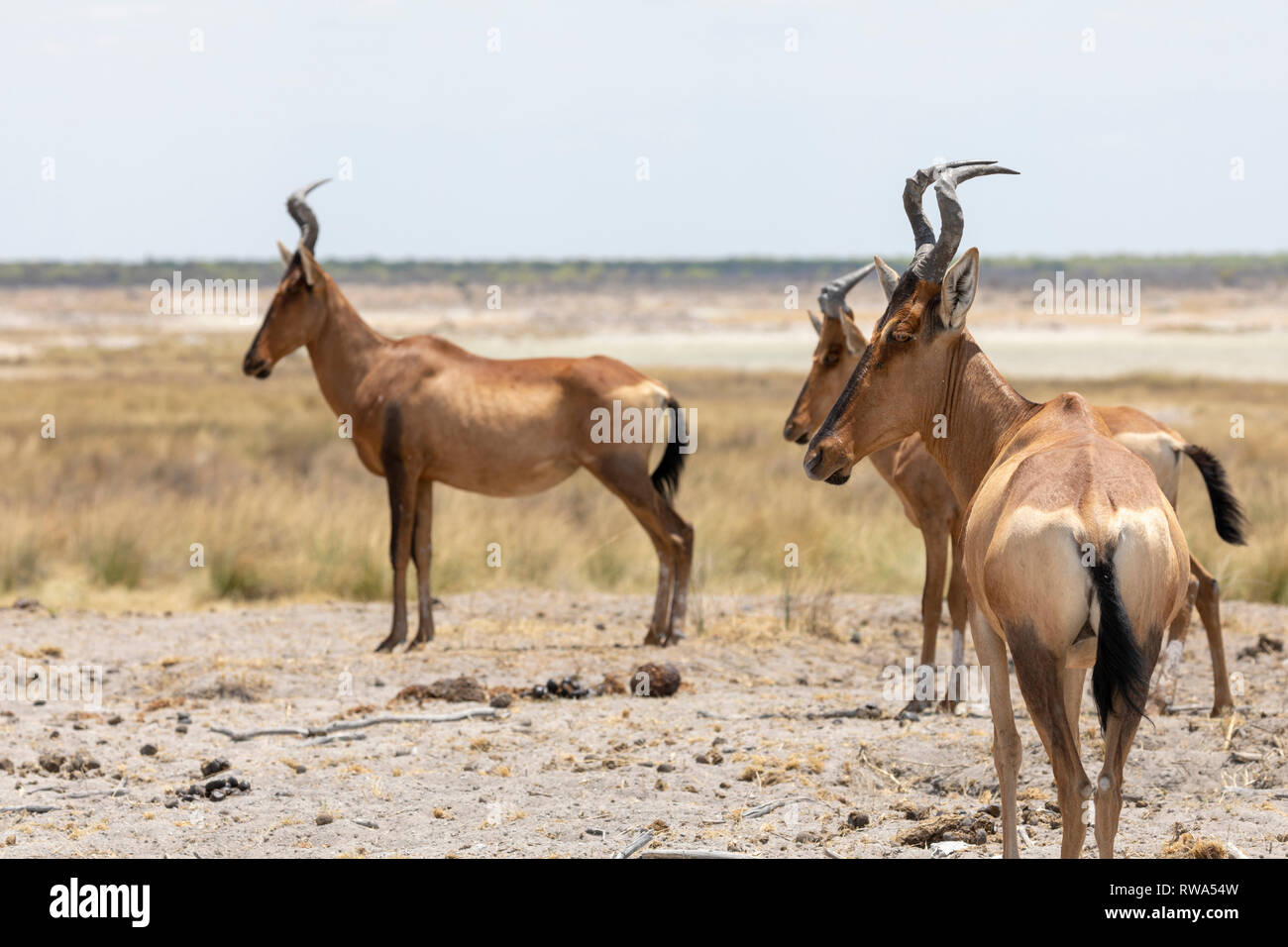 (Alcelaphus buselaphus bubale rouge caama) Parc National d'Etosha, Namibie Banque D'Images