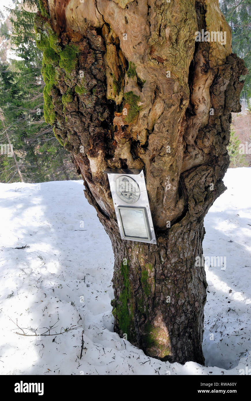 Plockenpass, Autriche. La vallée de la colère en cours d'hiver. Au cours de la PREMIÈRE GUERRE MONDIALE dans la vallée il y a la zone autrichienne derrière le front, et beaucoup de petits cimetières de guerre.Les cimetières sont toujours visibles. Dans l'image le petit cimetière de la Vysočina Infanterie Reggimentes n°21 qui se sont battus sur la montagne.Le Pal Kleiner tombes sont couvertes de neige, vous pouvez seulement voir la grande croix en bois. La plaque placée par un ancien combattant sur un arbre près du cimetière en 1971, lorsque dans ce lieu, il avait la vision de Notre Dame. Banque D'Images