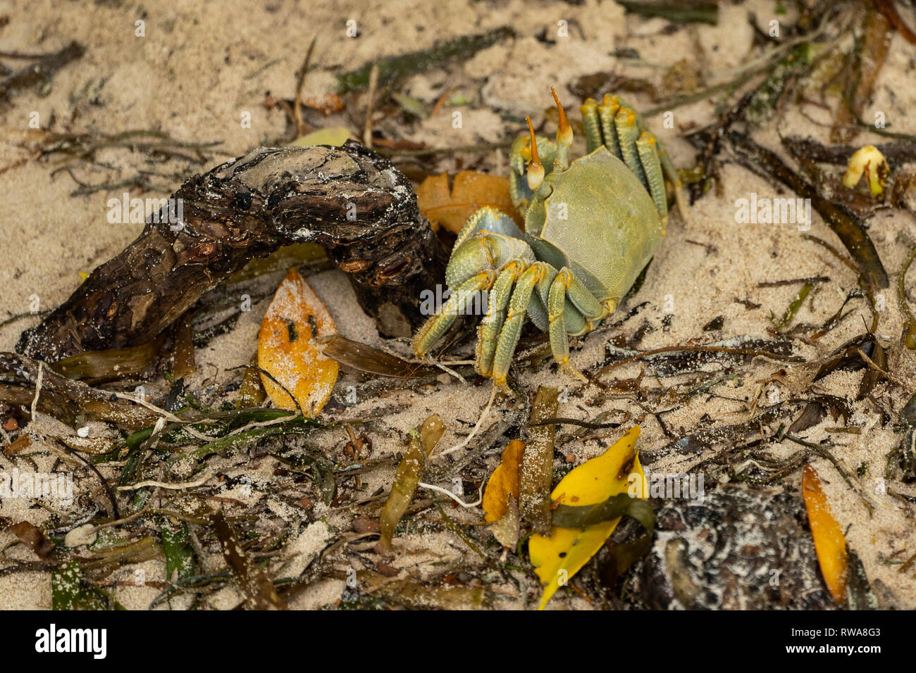 Le crabe fantôme cornu (Ocypode ceratophthalmus). Comme d'autres Les crabes fantômes, ce crabe a une griffe plus grand que l'autre. Les crabes fantômes vivent dans des terriers dans la Banque D'Images