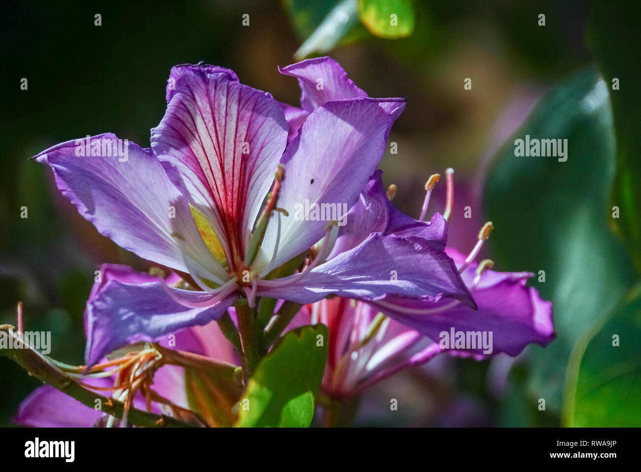 Orchid tree blossom (Bauhinia variegata). Banque D'Images