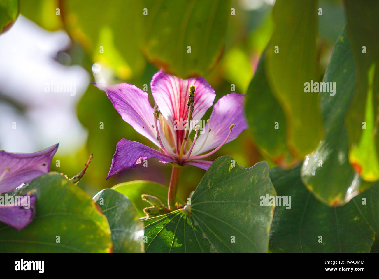 Orchid tree blossom (Bauhinia variegata). Banque D'Images