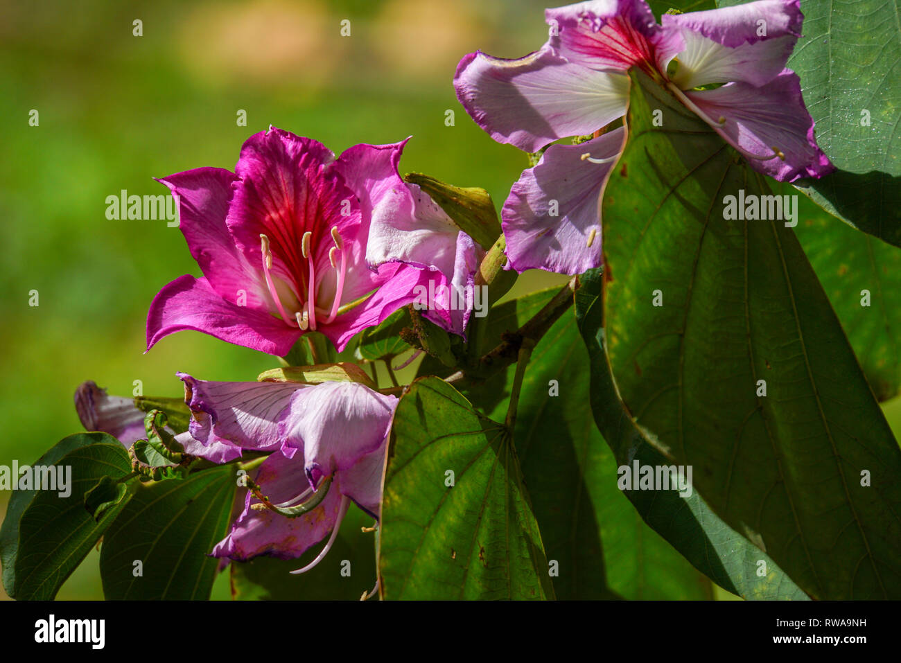 Orchid tree blossom (Bauhinia variegata). Banque D'Images