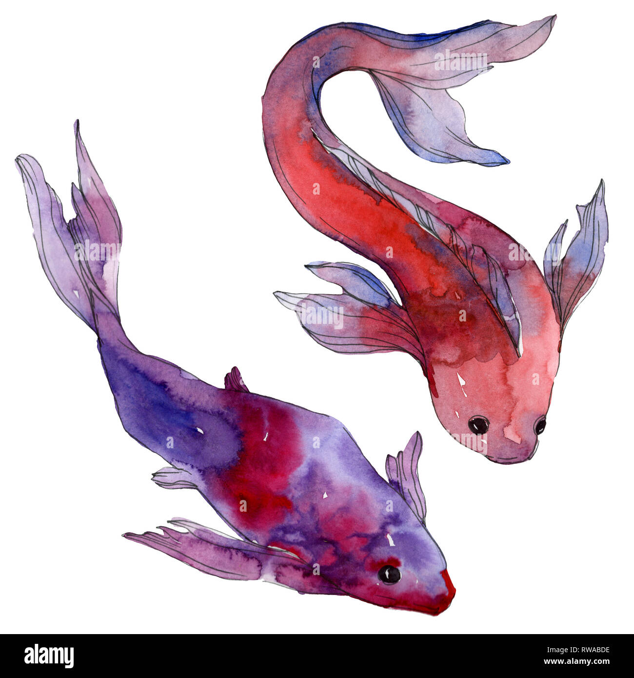 Sous Leau Aquatiques Poissons Tropicaux Colorés Mer Rouge