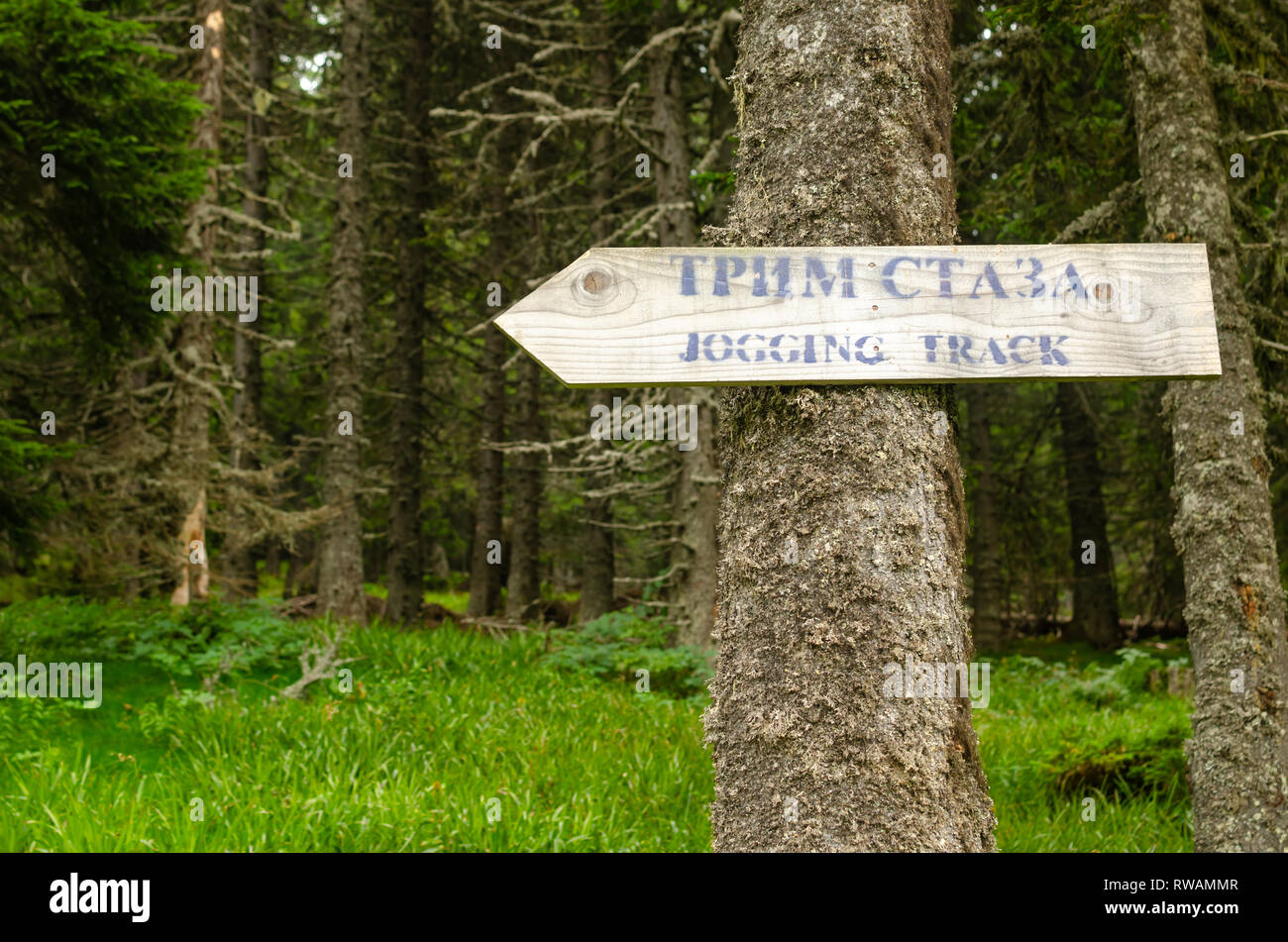 Inscrivez-vous à un arbre dans une forêt avec un texte en serbe écrit en alphabet cyrillique avec le sens 'Jogging', qui est également écrit Banque D'Images